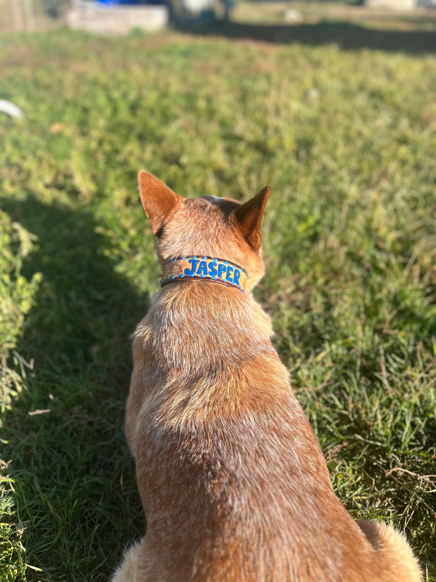 Custom Dog Collar